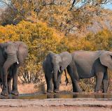 Kruger National Park, South Africa<br />photo credit: Wikipedia