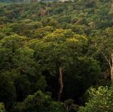 The Amazon Jungle, Brazil<br />photo credit: Wikipedia