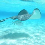 Cayman Islands<br />photo credit: Wikipedia